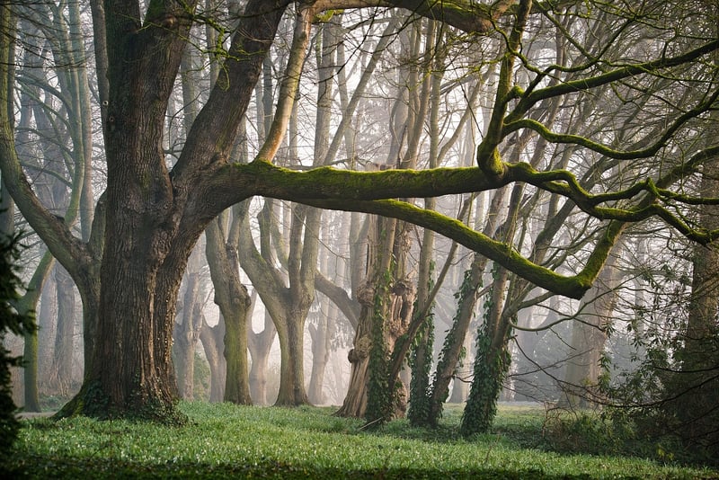 Fairy Tale Forest